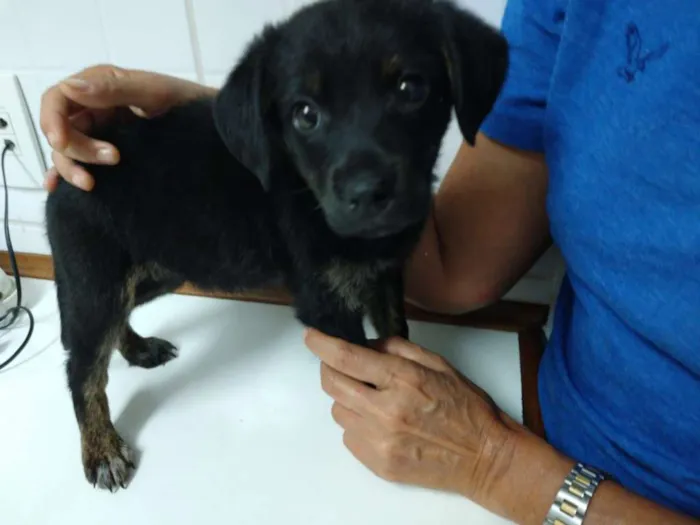 Cachorro ra a Não definida idade 2 a 6 meses nome Paçoca