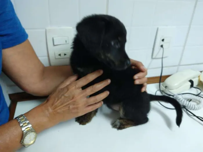 Cachorro ra a Não definida idade 2 a 6 meses nome Paçoca