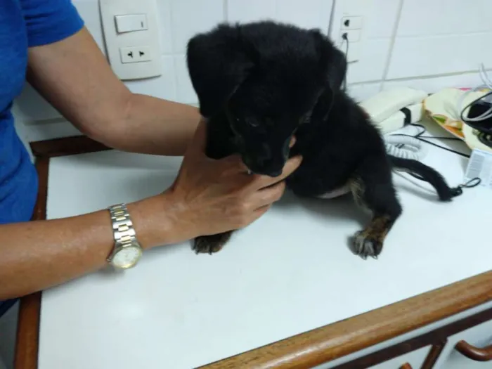 Cachorro ra a Não definida idade 2 a 6 meses nome Paçoca
