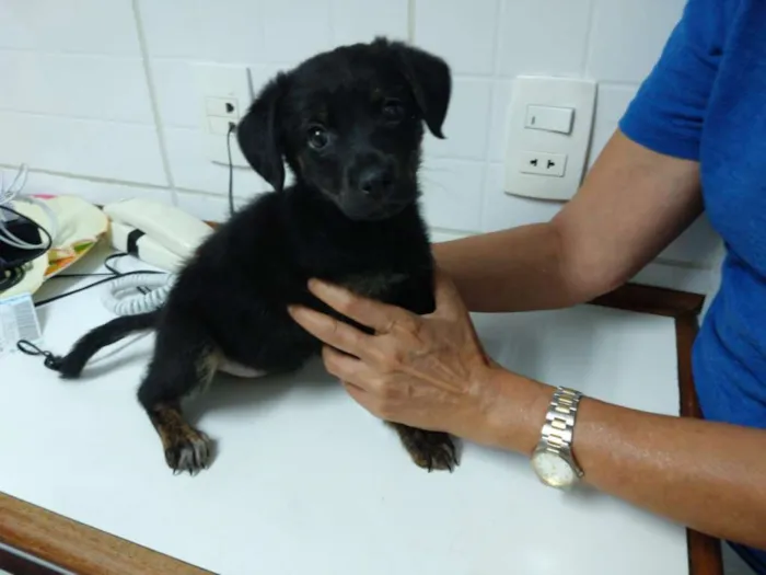 Cachorro ra a Não definida idade 2 a 6 meses nome Paçoca