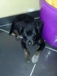 Paçoca