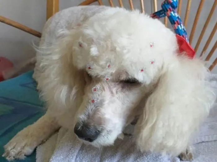 Cachorro ra a Poodle  idade 5 anos nome Mel poodle 