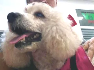 Cachorro raça Poodle  idade 5 anos nome Mel poodle 