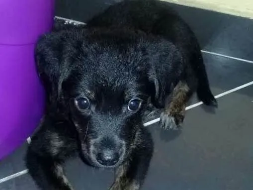 Cachorro ra a Não definida idade 2 a 6 meses nome Paçoca