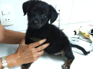 Cachorro raça Não definida idade 2 a 6 meses nome Paçoca