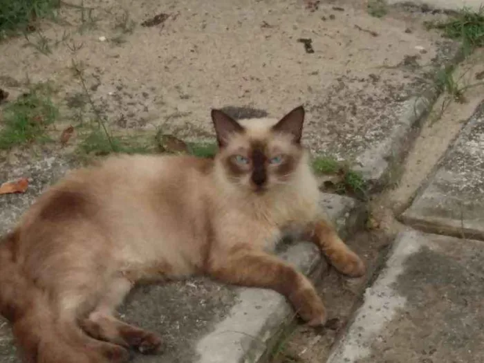 Gato raça Um sem raça defi  outro Angorá idade  nome Sem nome definido