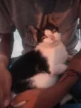 Não tem