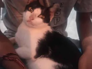 Gato raça  idade 2 a 6 meses nome Não tem