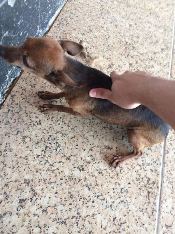 Cachorro raça Pinscher  idade 6 ou mais anos nome Rosa