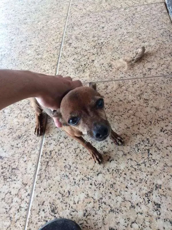 Cachorro raça Pinscher  idade 6 ou mais anos nome Rosa