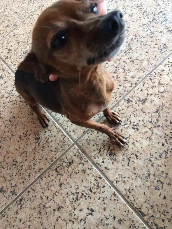 Cachorro raça Pinscher  idade 6 ou mais anos nome Rosa
