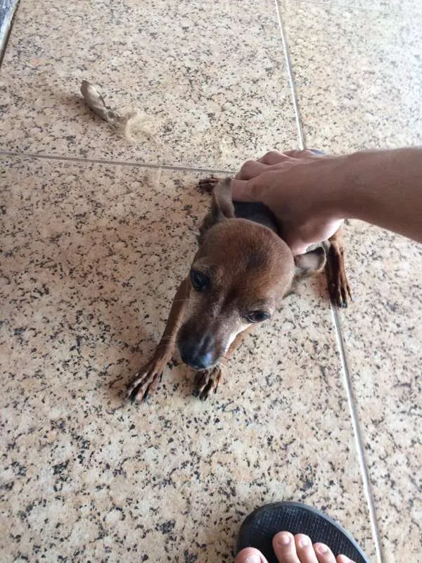 Cachorro raça Pinscher  idade 6 ou mais anos nome Rosa