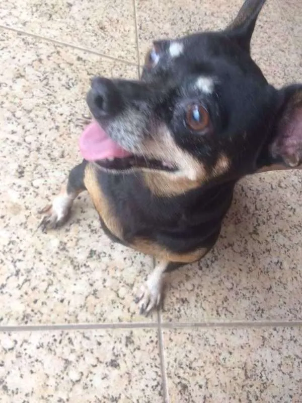 Cachorro raça Pinscher  idade 4 anos nome Felicia
