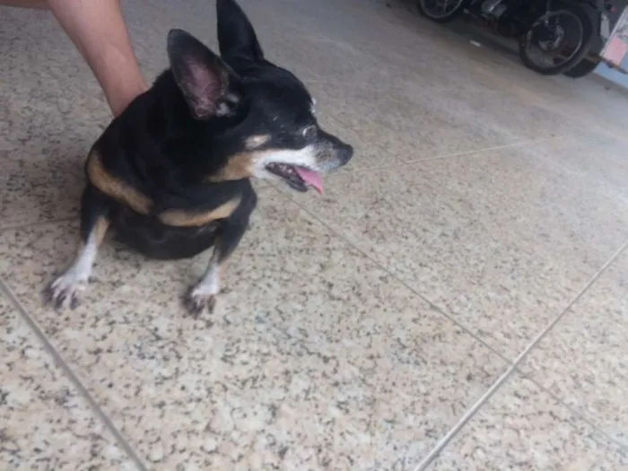 Cachorro raça Pinscher  idade 4 anos nome Felicia