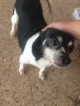 Negao