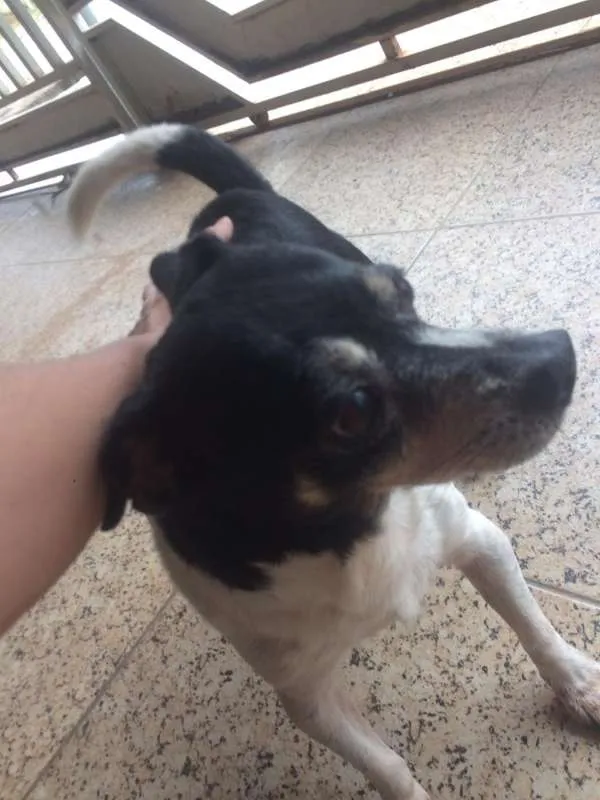 Cachorro raça Nao sei idade 5 anos nome Negao