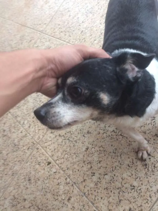 Cachorro raça Nao sei idade 5 anos nome Negao
