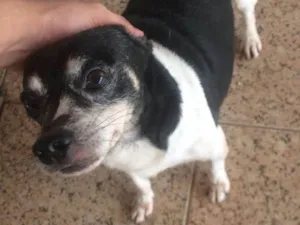 Cachorro raça Nao sei idade 5 anos nome Negao