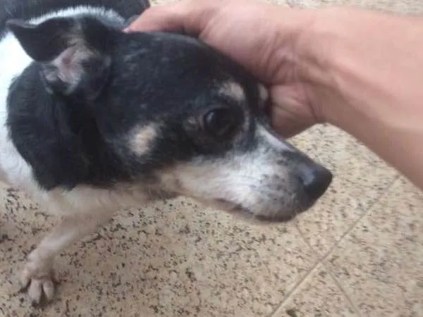 Cachorro raça Nao sei idade 5 anos nome Negao