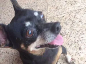Cachorro raça Pinscher  idade 4 anos nome Felicia