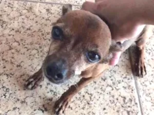 Cachorro raça Pinscher  idade 6 ou mais anos nome Rosa
