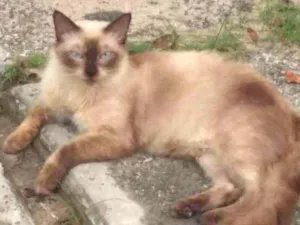 Gato raça Um sem raça defi  outro Angorá idade  nome Sem nome definido