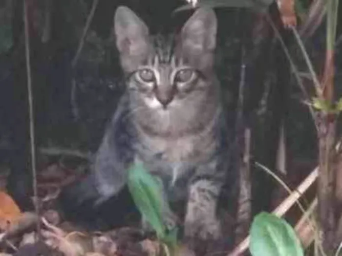 Gato raça Um sem raça defi  outro Angorá idade  nome Sem nome definido