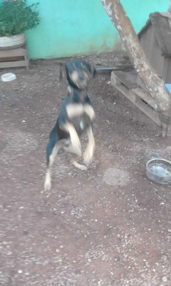 Cachorro raça Mestiça  idade 1 ano nome Skube