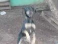 Skube
