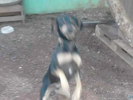 Cachorro raça Mestiça  idade 1 ano nome Skube