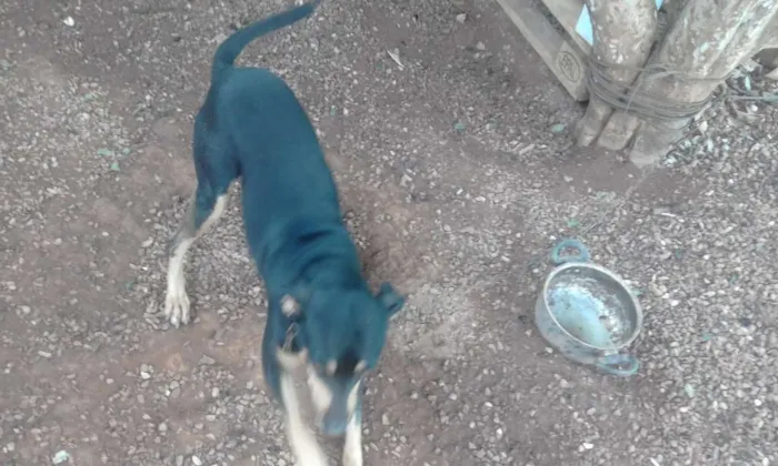 Cachorro raça Mestiça  idade 1 ano nome Skube