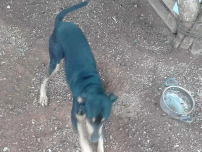 Cachorro raça Mestiça  idade 1 ano nome Skube