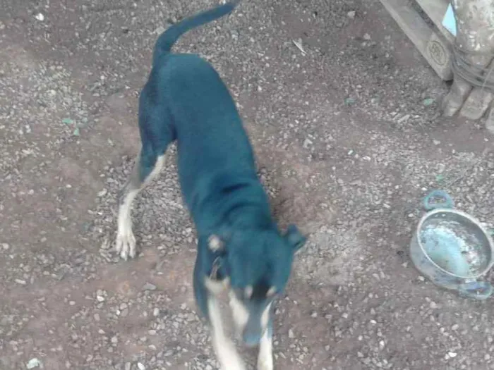 Cachorro raça Mestiça  idade 1 ano nome Skube