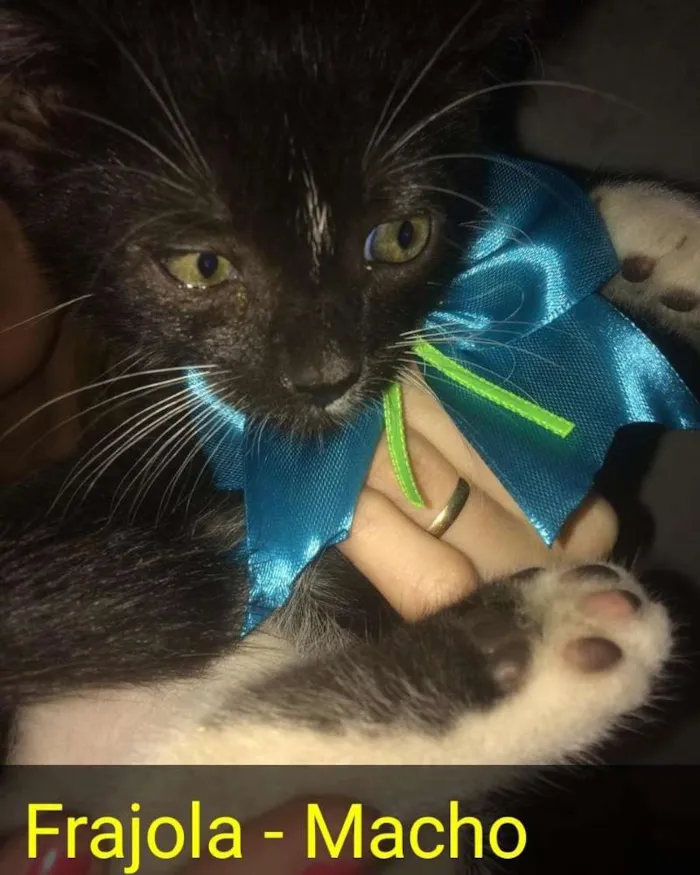 Gato raça Vira lata idade Abaixo de 2 meses nome Tiryon