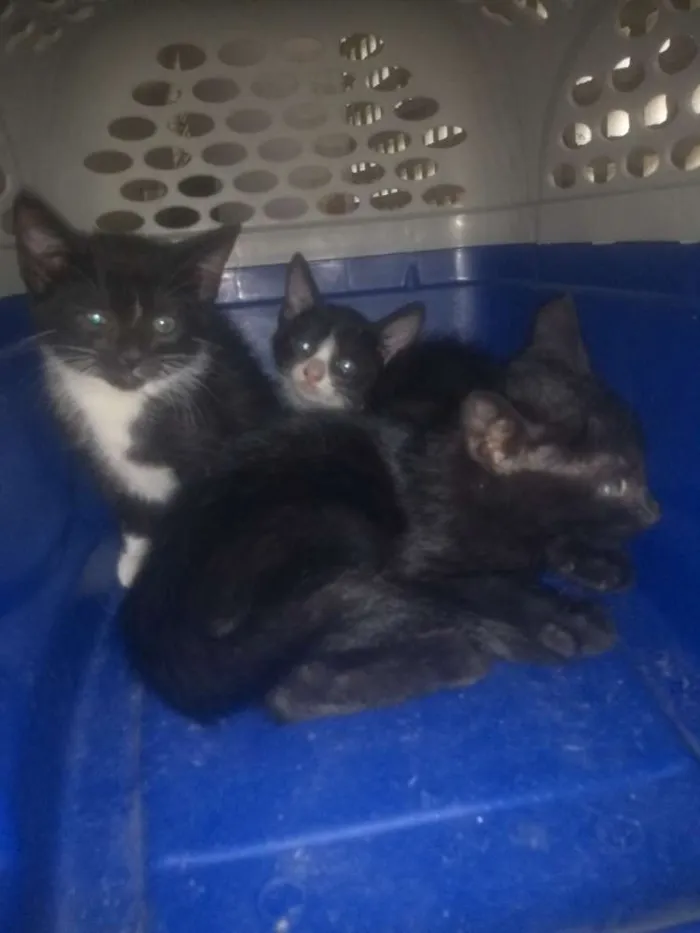 Gato raça Vira lata idade Abaixo de 2 meses nome Tiryon