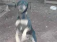 Skube