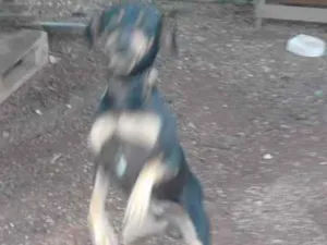 Cachorro raça Mestiça  idade 1 ano nome Skube