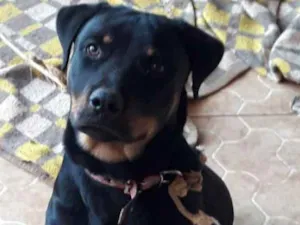 Cachorro raça Rotwaiiler  idade 2 anos nome Belinha