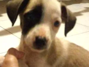 Cachorro raça SRD idade Abaixo de 2 meses nome Sem nome