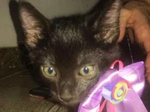 Gato raça Vira lata idade Abaixo de 2 meses nome Robin