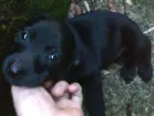 Cachorro raça Vira-lata idade Abaixo de 2 meses nome Wakanda