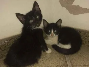 Gato raça Vira lata idade Abaixo de 2 meses nome Tiryon