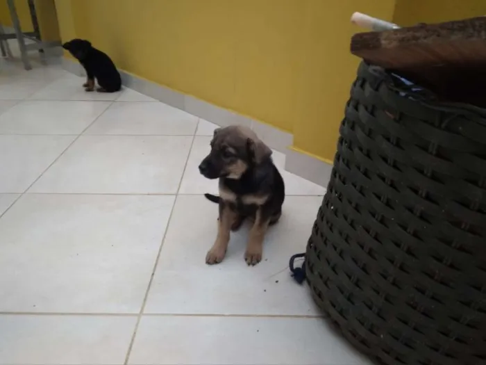 Cachorro ra a Vira-latas idade Abaixo de 2 meses nome Moreninha