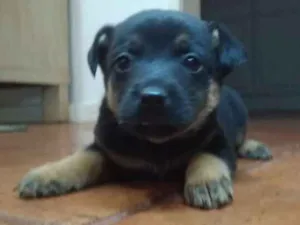 Cachorro raça Vira-Latas idade Abaixo de 2 meses nome Tali