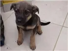 Cachorro raça Vira-latas idade Abaixo de 2 meses nome Moreninha