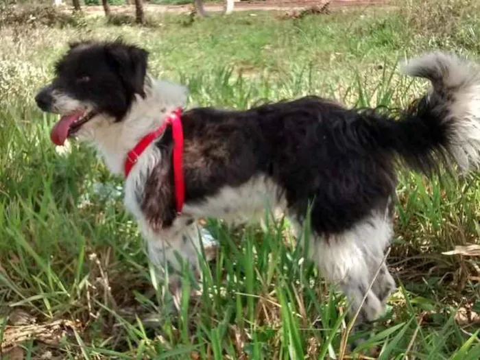 Cachorro ra a vira-lata idade 5 anos nome leão
