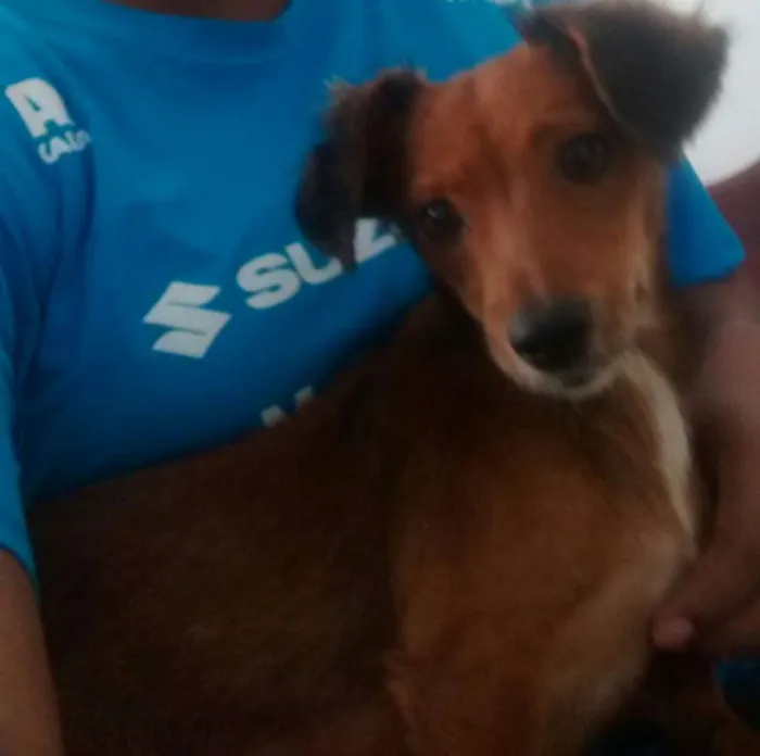 Cachorro ra a Raças pequenas idade 2 anos nome Charllote
