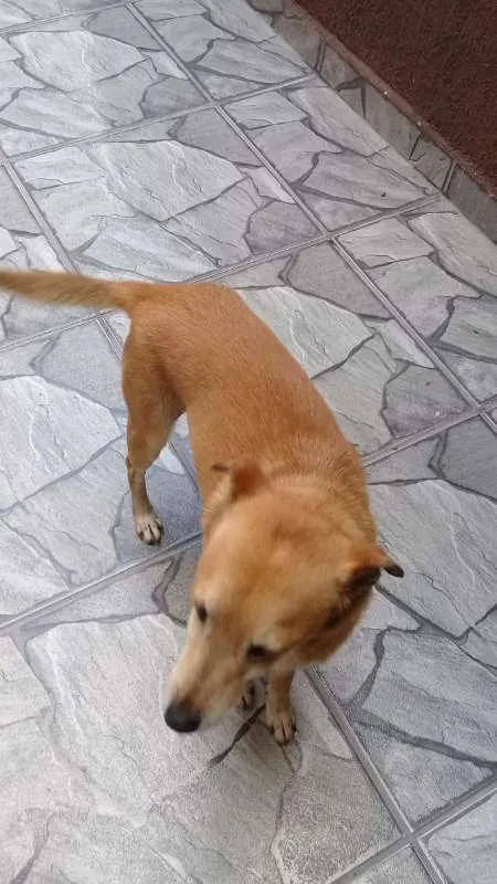 Cachorro ra a Não definida idade 6 ou mais anos nome Pithuco