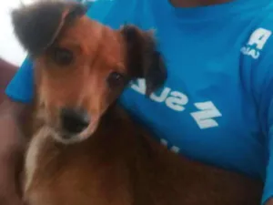 Cachorro raça Raças pequenas idade 2 anos nome Charllote