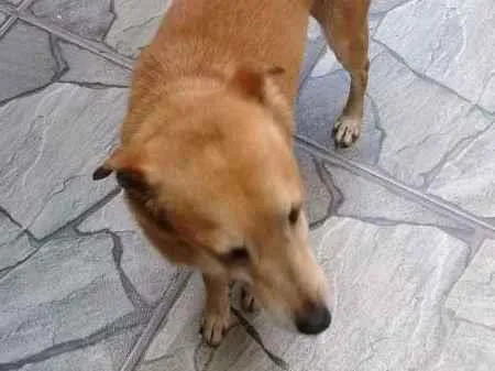 Cachorro ra a Não definida idade 6 ou mais anos nome Pithuco